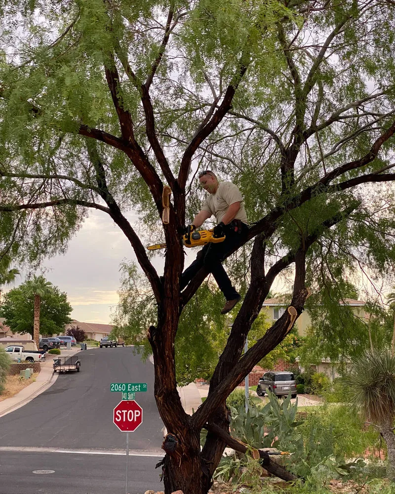Viking Solutions — Tree Removal